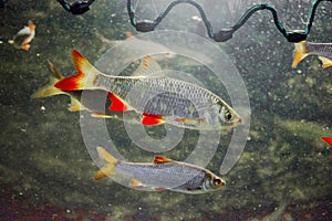The common ruddÃÂ Scardinius erythrophthalmus. Fish from Europe and Asia photo